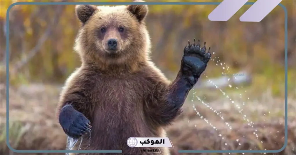 تفسير حلم دب يلاحقني في المنام ويريد الهجوم علي لابن سيرين 5 تفسير حلم دب يلاحقني للعزباء