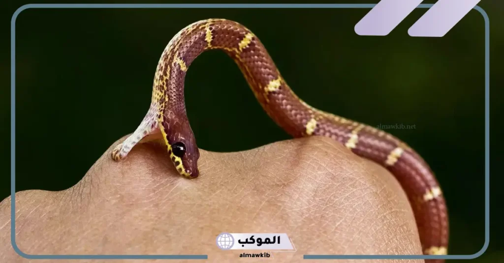 تفسير حلم لدغة الثعبان في اليد للمتزوجة