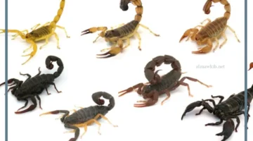 حلم العقارب في البيت