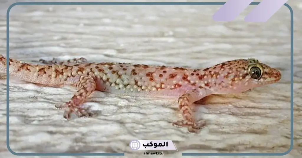 تفسير حلم بريعصي يلاحقني للعزباء