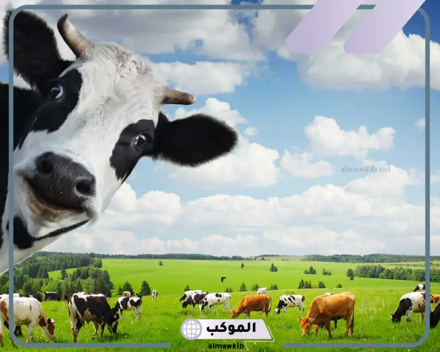 تفسير الحلم بالبقر لابن سيرين