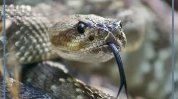 حلمت بالثعابين