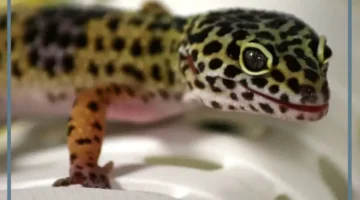 حلمت ببرص كبير