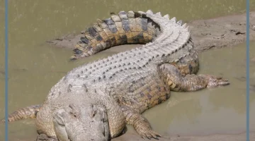 حلمت بتمساح