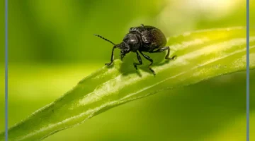 حلمت بخنفساء