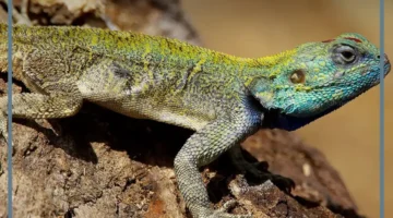 حلمت بسحلية