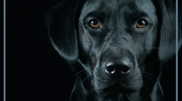 حلمت بكلاب سوداء