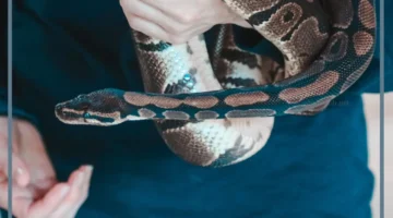 حلمت بلدغة الثعبان