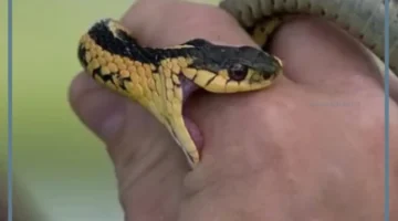 حلمت بمسك حية