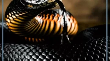 حلمت بمطاردة ثعبان