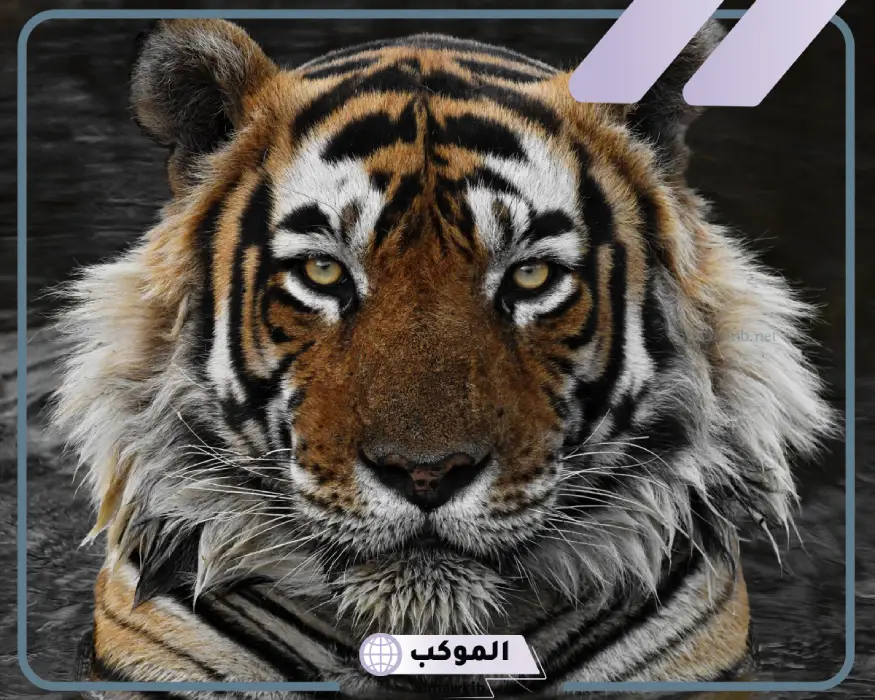 رؤية النمر في المنام للمتزوجة لابن سيرين