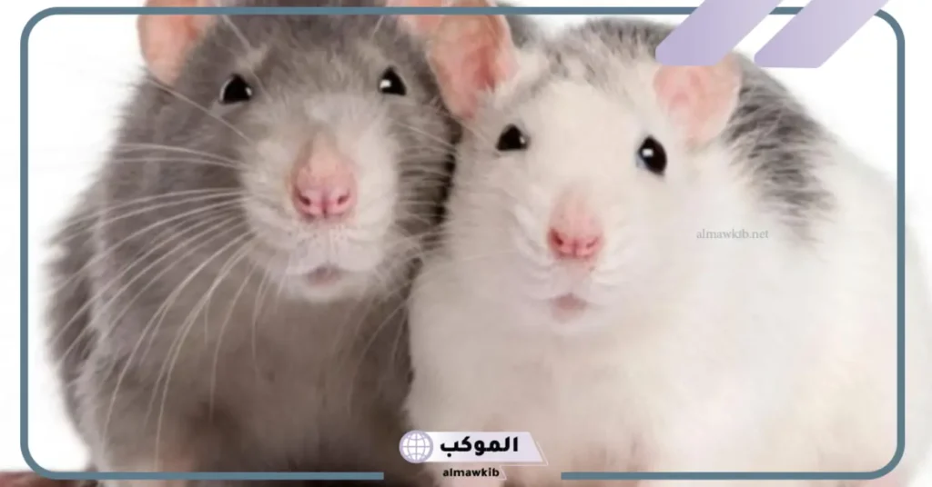 تفسير حلم فأر أبيض للمتزوجة