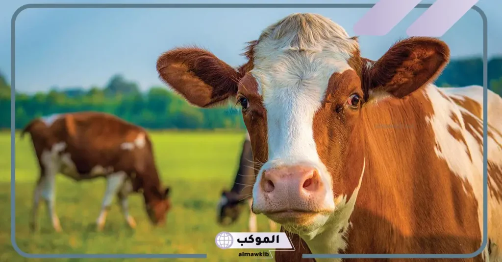 رؤية البقرة في المنام للمتزوجة