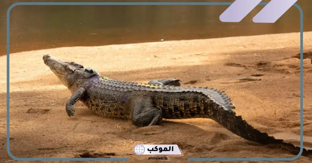 تفسير حلم التماسيح في المنام تهاجمني لابن سيرين والنابلسي 6 رؤية التمساح في المنام للرجل