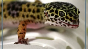 دلالات الوزغ