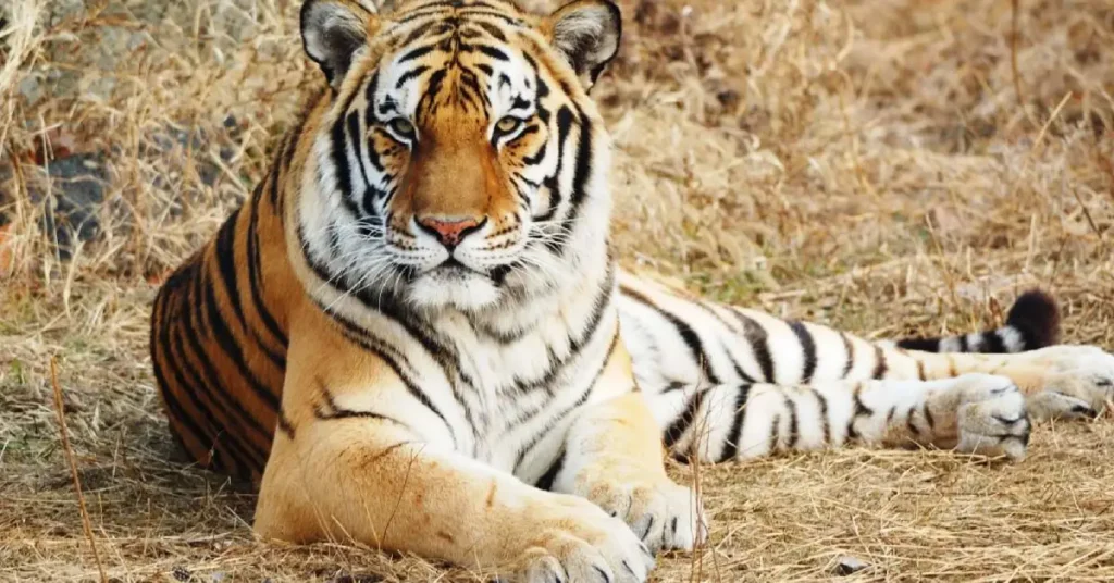 تفسير حلم رؤية النمر في المنام للمتزوجة والعزباء لابن سيرين 6 تفسير رؤية الهروب من النمر في المنام للمتزوجة