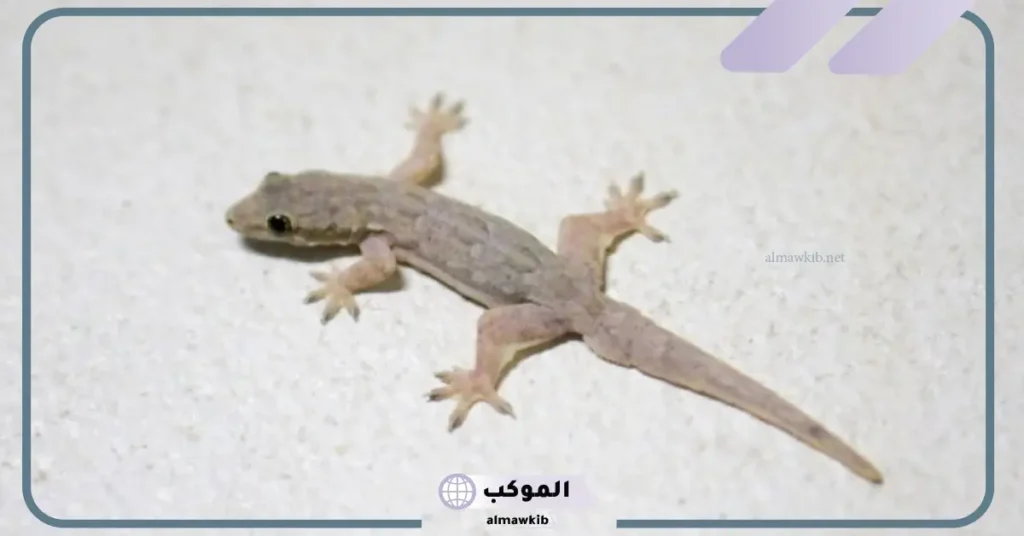 رؤية الوزغ في المنام للعزباء 