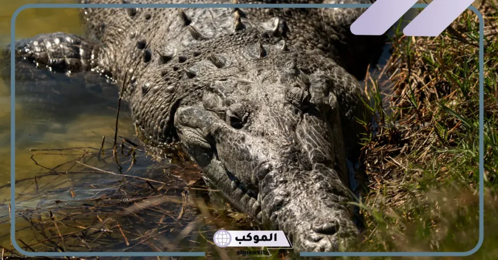 تفسير حلم التماسيح في المنام تهاجمني لابن سيرين والنابلسي 5 تفسير حلم التمساح للعزباء