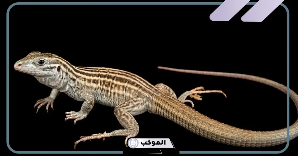 رؤية سحلية في المنام للمتزوجة