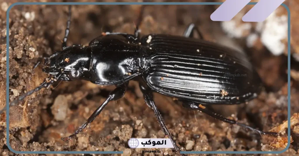 تفسير حلم الخنفساء السوداء في المنام ورمزها للرجل والمرأة لابن سيرين 5 تفسير رؤية الخنفساء السوداء للعزباء