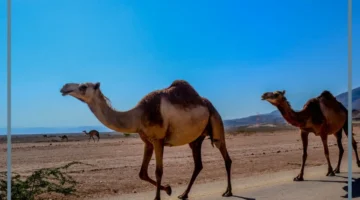 رمز جمل صغير