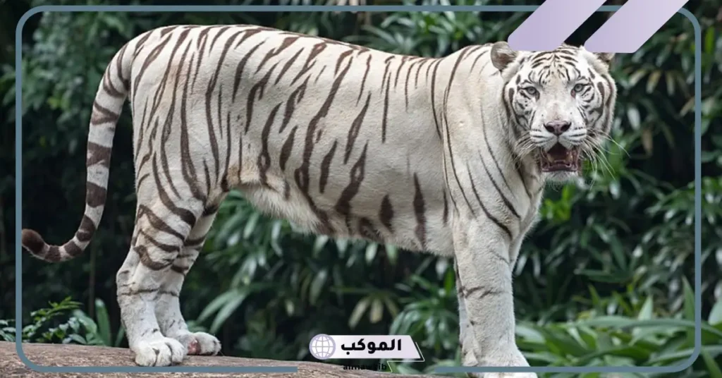 تفسير حلم رؤية النمر في المنام للمتزوجة والعزباء لابن سيرين 5 تفسير حلم النمر الأبيض للمتزوجة