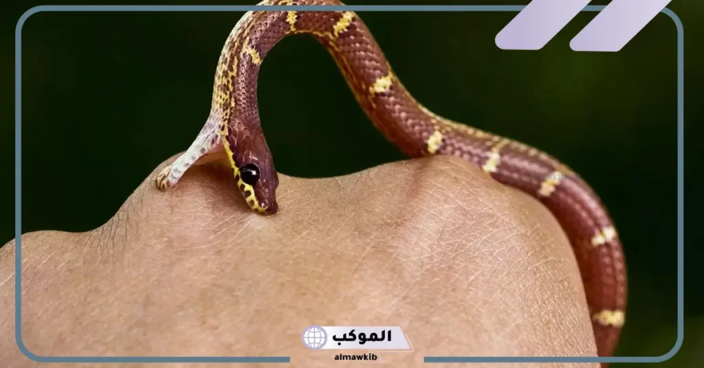 تفسير حلم لدغة الثعبان في القدم وخروج الدم للمتزوجة