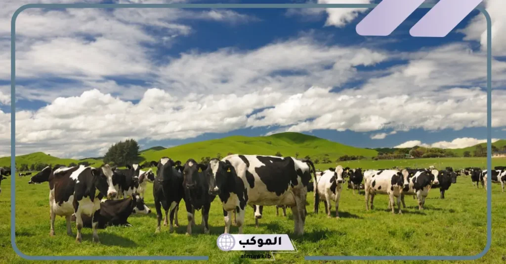 رؤية البقرة في المنام للعزباء