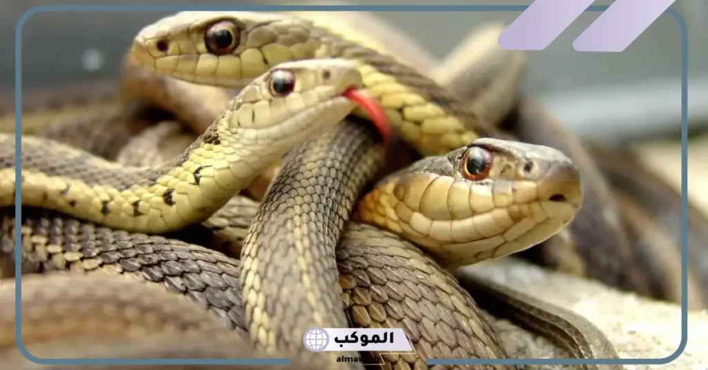 الثعابين في الحلم للعزباء