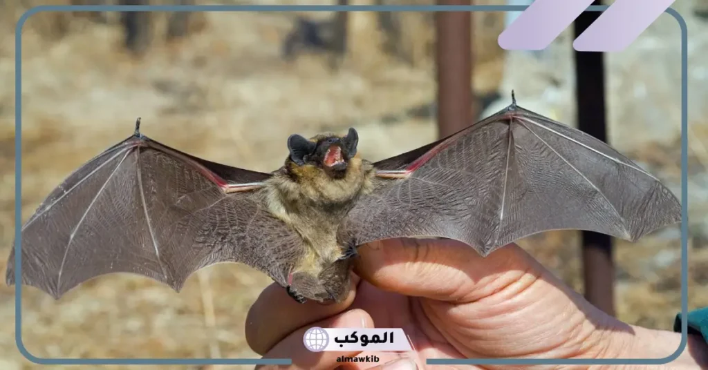 تفسير حلم الخفاش الأسود للعزباء