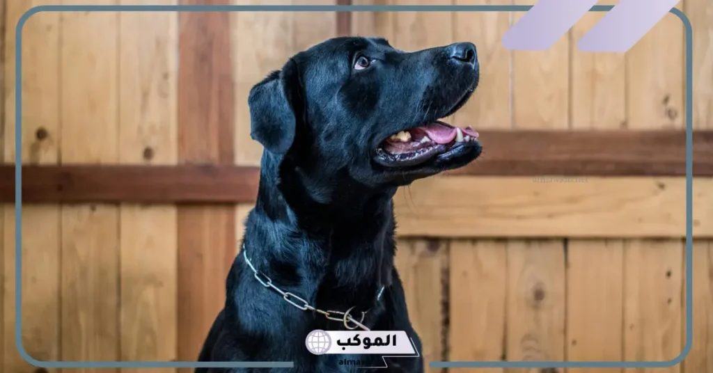 تفسير حلم رؤية الكلاب السوداء في المنام لابن سيرين 6 رؤية الكلاب السوداء في المنام والخوف منها للمتزوجة