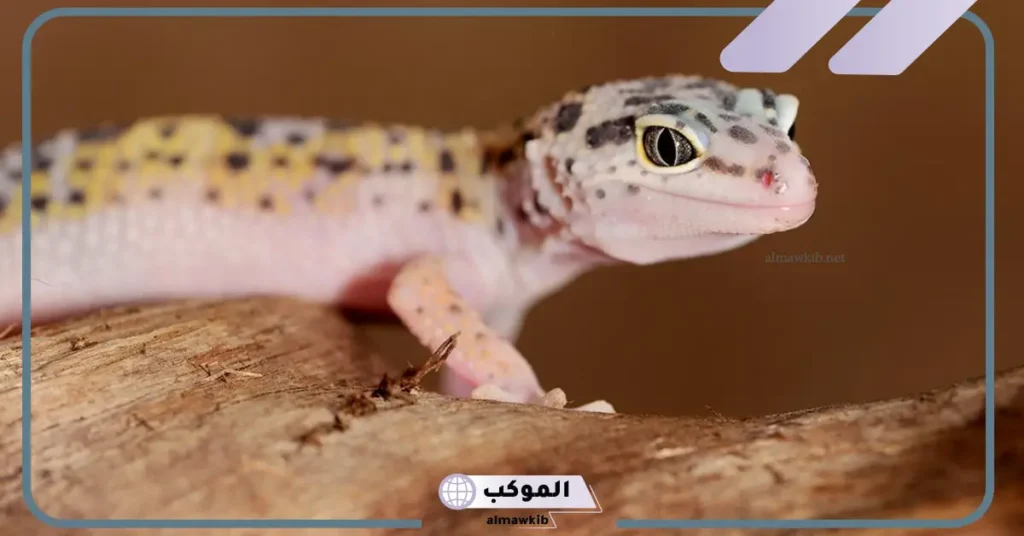 تفسير حلم البرص في المنام للرجل لابن سيرين 6 رؤية البرص في المنام للمتزوجة وقتله