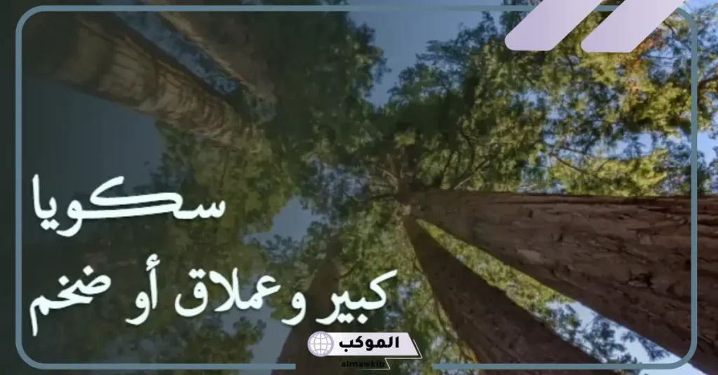 معنى سكويا تيك توك  