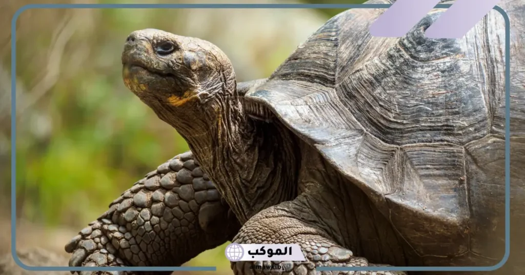 كم سن السلحفاة