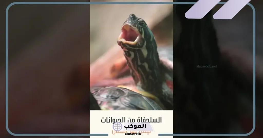 علاج عضة السلحفاة