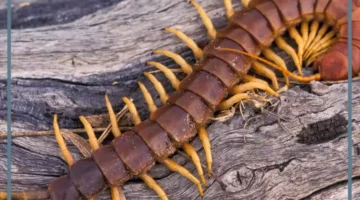 عدد مجموعات اللافقاريات