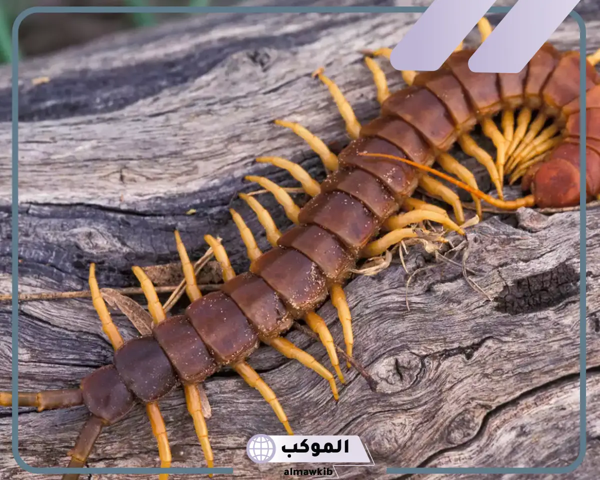 أمثلة على اللافقاريات