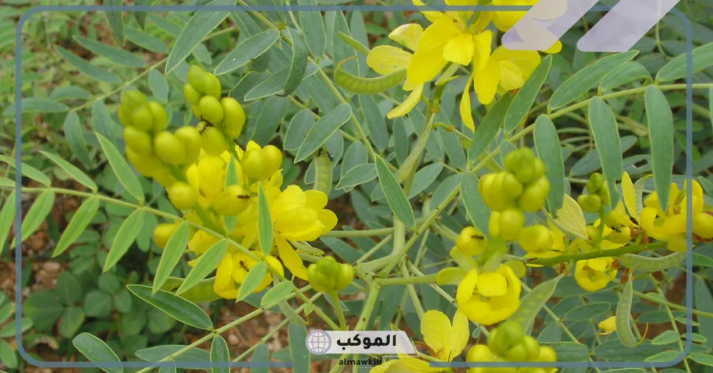 موانع استخدام السنامكي 