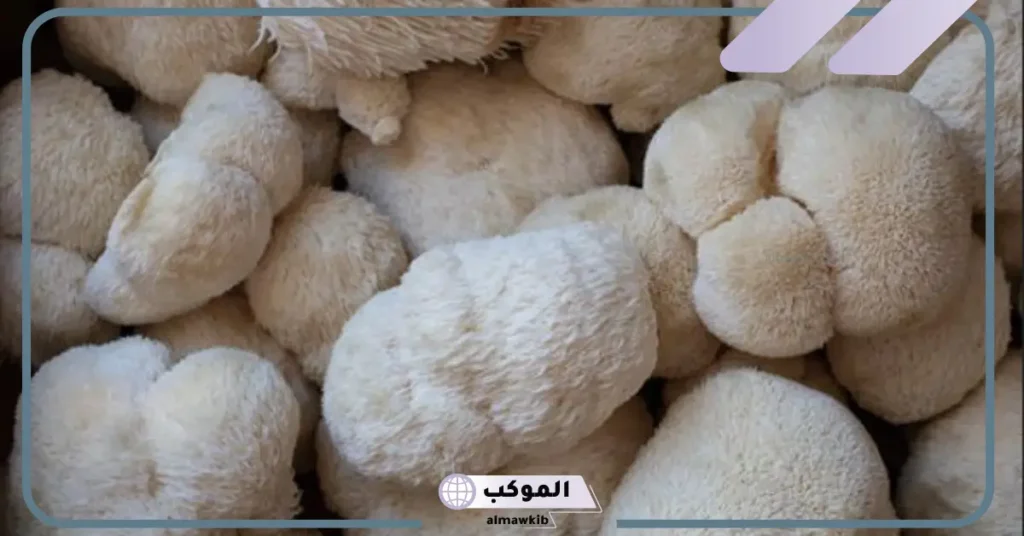 اضرار عرف الاسد ومدى فعاليته وفوائده للدماغ 6 فوائد عرف الأسد للاطفال