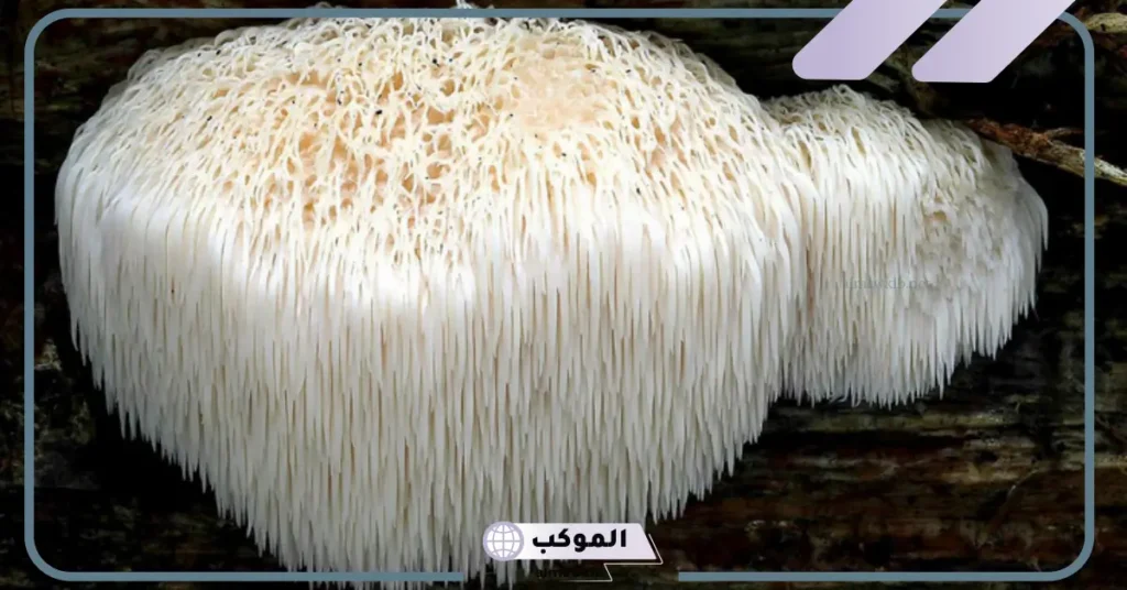 اضرار عرف الاسد ومدى فعاليته وفوائده للدماغ 5 فوائد عرف الأسد للمفاصل