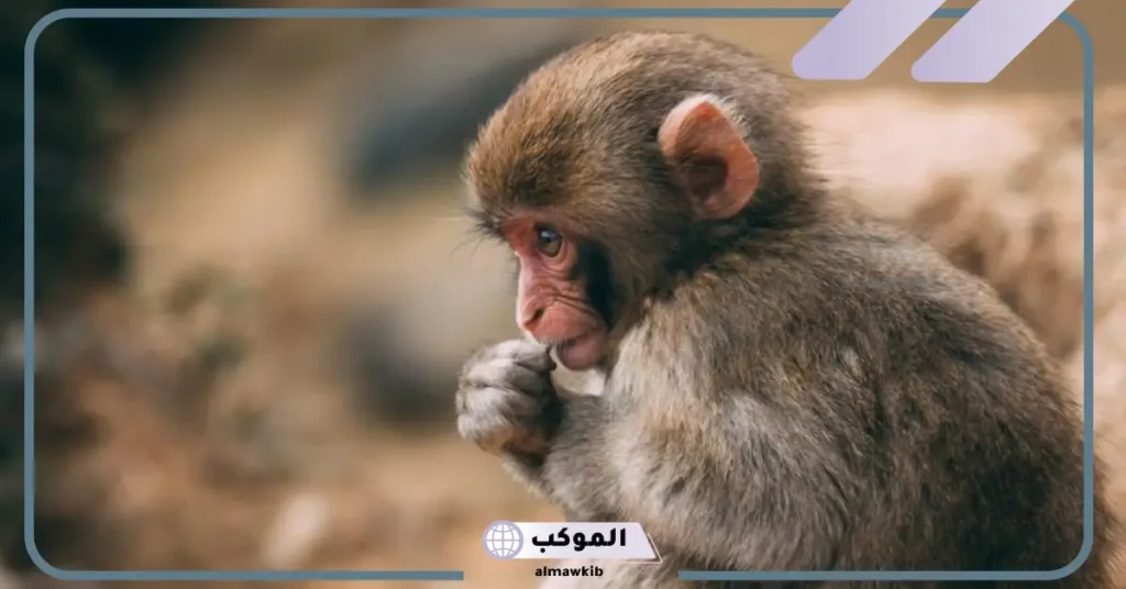 تفسير حلم القرد الصغير في المنام للعزباء لابن سيرين 6 تفسير حلم عضة قرد في اليد