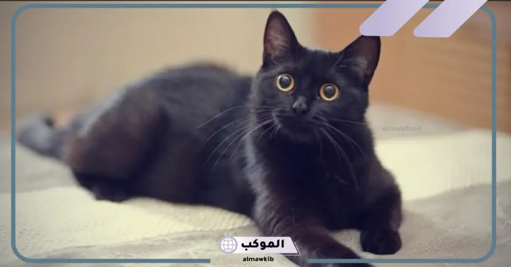 تفسير حلم قطة تهاجمني للمتزوجة 