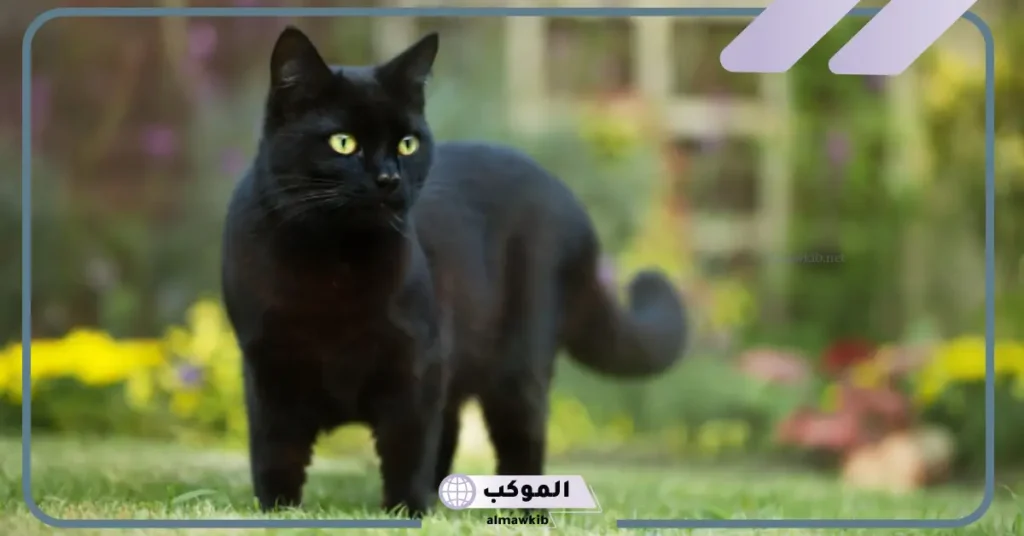 رؤية قطة سوداء في المنام للمتزوجة 