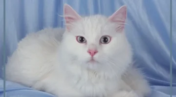 قطة بيضاء تلاحقني لابن سيرين