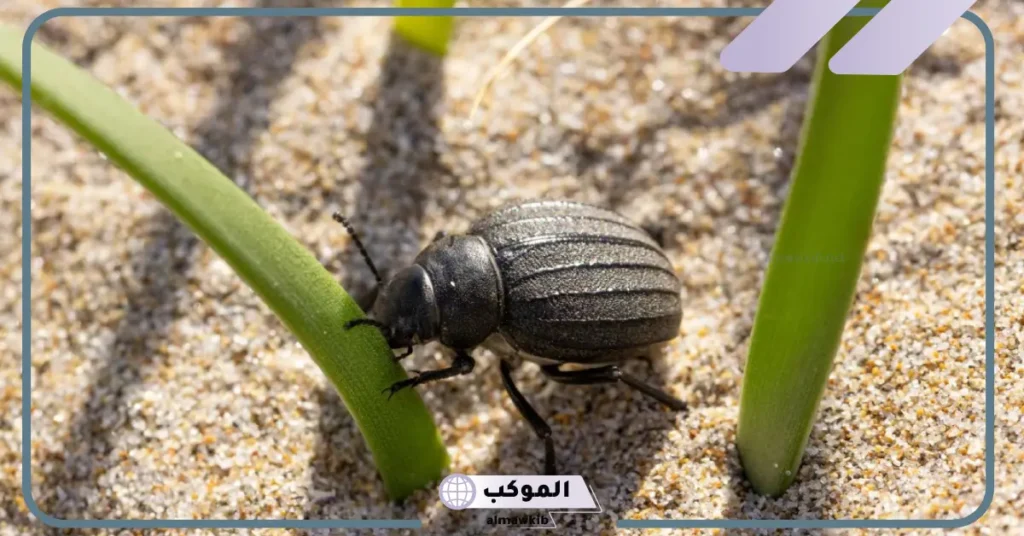 تفسير حلم الخنفساء السوداء في المنام ورمزها للرجل والمرأة لابن سيرين 6 الخنفساء في المنام للمتزوجة