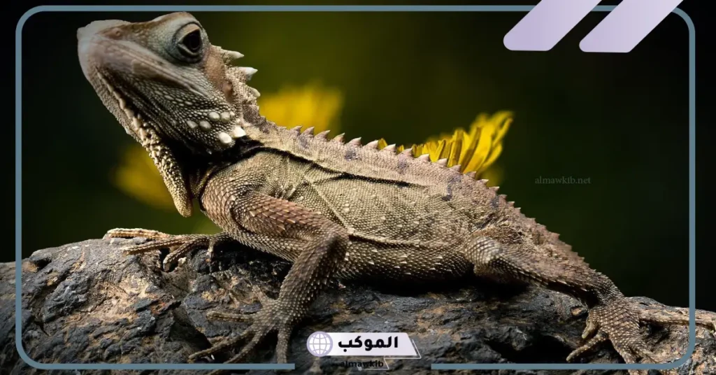 رؤية سحلية في المنام للعزباء