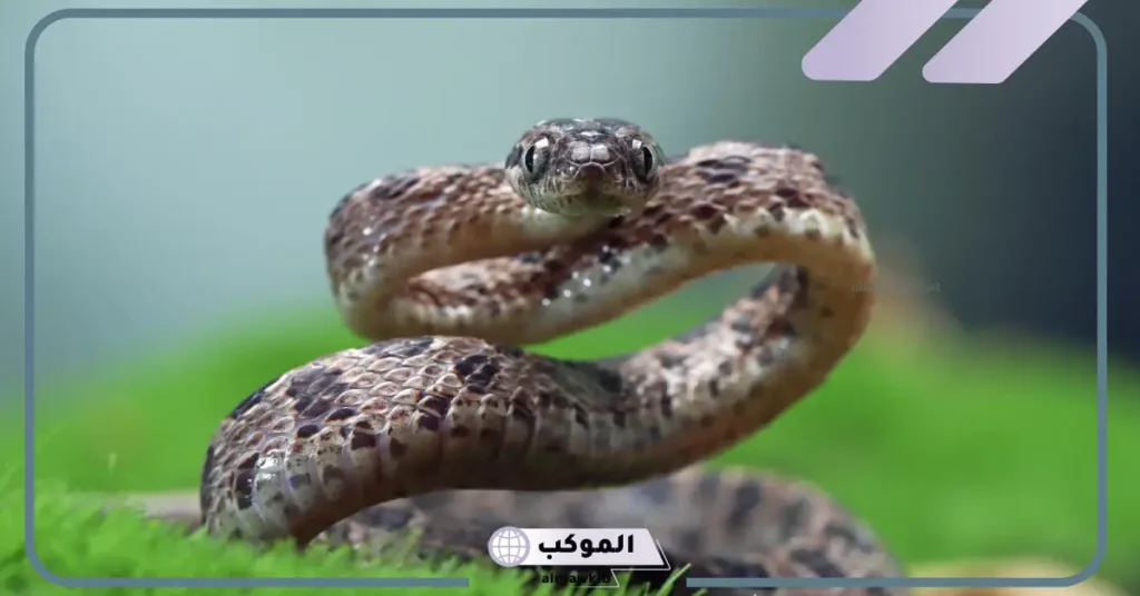 تفسير حلم مسك الثعبان باليد في المنام للرجل والمرأة لابن سيرين 5 تفسير حلم مسك الثعبان باليد للعزباء