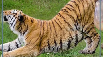 مواصفات زوجة النمر