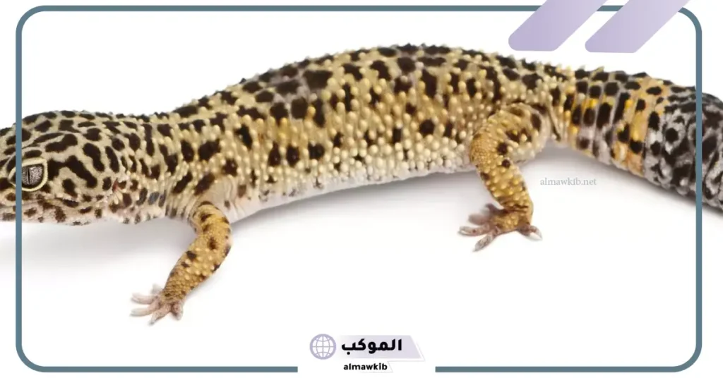 رؤية الوزغ في المنام للعزباء