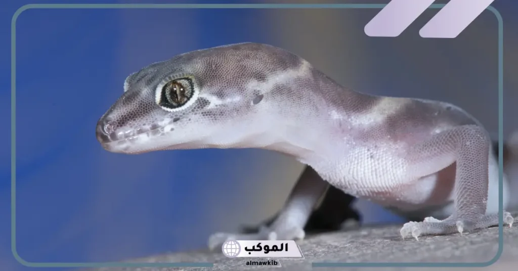 رؤية البريعصي في المنام للمتزوجة